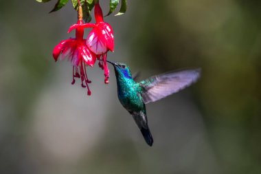 Mavi sinekkuşu Violet Sabrewing güzel kırmızı çiçeğin yanında uçuyor. Teneke kuş ormanda uçar. Kosta Rika 'da vahşi yaşam. Ormanda çiçekten nektar emen iki kuş. Kuş davranışları