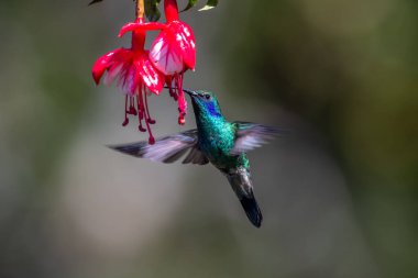 Mavi sinekkuşu Violet Sabrewing güzel kırmızı çiçeğin yanında uçuyor. Teneke kuş ormanda uçar. Kosta Rika 'da vahşi yaşam. Ormanda çiçekten nektar emen iki kuş. Kuş davranışları