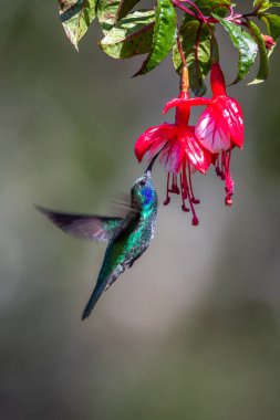Mavi sinekkuşu Violet Sabrewing güzel kırmızı çiçeğin yanında uçuyor. Teneke kuş ormanda uçar. Kosta Rika 'da vahşi yaşam. Ormanda çiçekten nektar emen iki kuş. Kuş davranışları