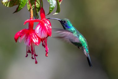 Mavi sinekkuşu Violet Sabrewing güzel kırmızı çiçeğin yanında uçuyor. Teneke kuş ormanda uçar. Kosta Rika 'da vahşi yaşam. Ormanda çiçekten nektar emen iki kuş. Kuş davranışları