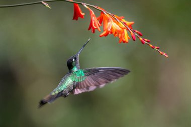 Mavi sinekkuşu Violet Sabrewing güzel kırmızı çiçeğin yanında uçuyor. Teneke kuş ormanda uçar. Kosta Rika 'da vahşi yaşam. Ormanda çiçekten nektar emen iki kuş. Kuş davranışları