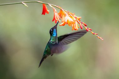 Mavi sinekkuşu Violet Sabrewing güzel kırmızı çiçeğin yanında uçuyor. Teneke kuş ormanda uçar. Kosta Rika 'da vahşi yaşam. Ormanda çiçekten nektar emen iki kuş. Kuş davranışları