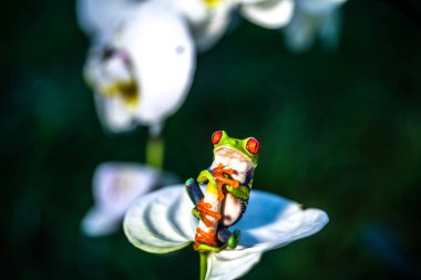Kırmızı gözlü ağaç kurbağası, Agalychnis callidryas, Kosta Rika 'daki tropikal ormanda yeşil bir izinde oturuyor..