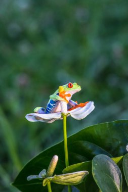 Kırmızı gözlü ağaç kurbağası, Agalychnis callidryas, Kosta Rika 'daki tropikal ormanda yeşil bir izinde oturuyor..