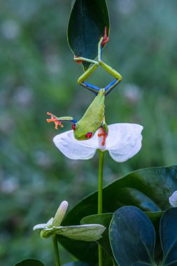 Kırmızı gözlü ağaç kurbağası, Agalychnis callidryas, Kosta Rika 'daki tropikal ormanda yeşil bir izinde oturuyor..