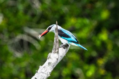 Lilacgöğüslü Roller (Coracias caudata), Moremi Wildlife Reserve, Ngamiland, Botswana, Africa