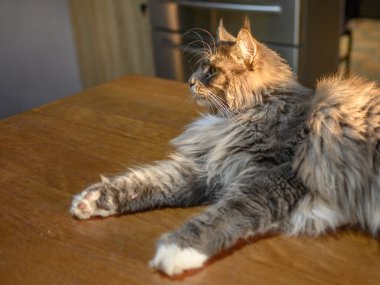 Evcil, tapılası, siyah, gri, Maine Rakunu kedi yavrusu, gün ışığında genç, barışçıl kedi.