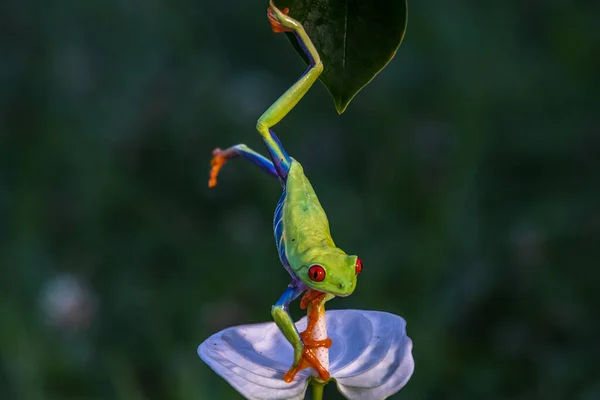 Rödögd Trädgroda Agalychnis Callidryas Sittande Grön Löv Tropisk Skog Costa — Stockfoto