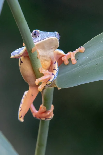 Rödögd Trädgroda Agalychnis Callidryas Sittande Grön Löv Tropisk Skog Costa — Stockfoto