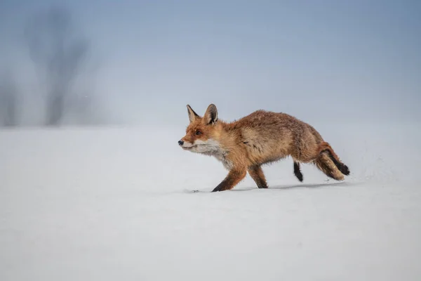 Red fox (Vulpes vulpes) with a bushy tail hunting in the snow in winter in Algonquin Park in Canada