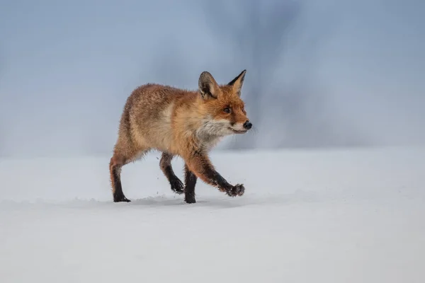 Red fox (Vulpes vulpes) with a bushy tail hunting in the snow in winter in Algonquin Park in Canada