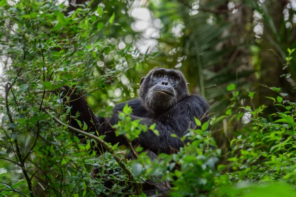 Frontal Portrait Young Chimpanzee Relaxing Tree Branch — Stock Photo, Image