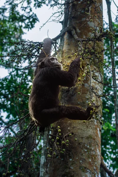 Frontal Portrait Young Chimpanzee Relaxing Tree Branch — Stock Photo, Image