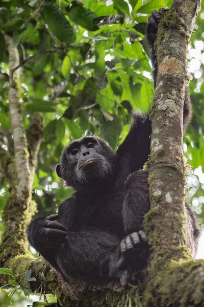 Frontal Portrait Young Chimpanzee Relaxing Tree Branch — Stock Photo, Image