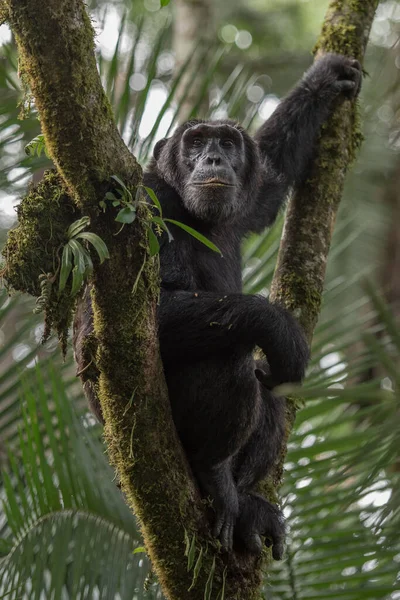 Frontal Portrait Young Chimpanzee Relaxing Tree Branch — Stock Photo, Image