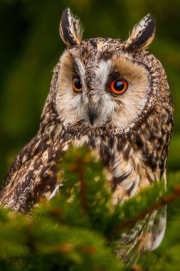 Avrasya kartal baykuşu (bubo bubo) portresi, baykuşlar genellikle bilgeliğin bir sembolü, turuncu gözlere seçici bir odak, dar alan derinliği olarak kullanılır.