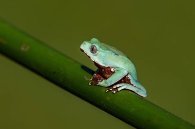 Amerikan yeşil ağaç kurbağası (Hyla cinerea)