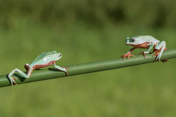 Amerikansk Grön Trädgroda Hyla Cinerea — Stockfoto