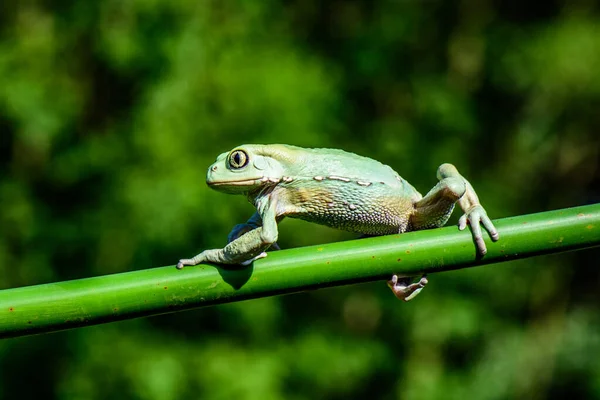 Amerikansk Grön Trädgroda Hyla Cinerea — Stockfoto