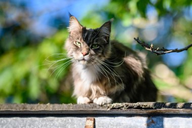 Evcil, tapılası, siyah, gri, Maine Rakunu kedi yavrusu, gün ışığında genç, barışçıl kedi.