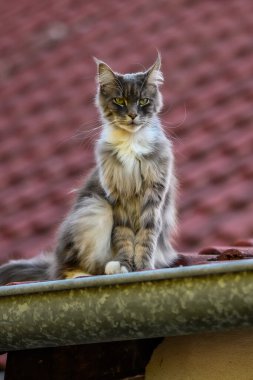 Evcil, tapılası, siyah, gri, Maine Rakunu kedi yavrusu, gün ışığında genç, barışçıl kedi.