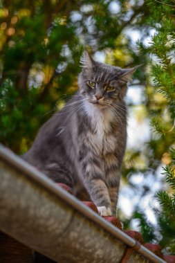 Evcil, tapılası, siyah, gri, Maine Rakunu kedi yavrusu, gün ışığında genç, barışçıl kedi.