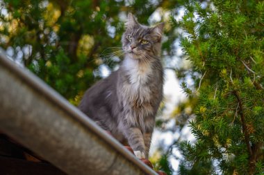 Evcil, tapılası, siyah, gri, Maine Rakunu kedi yavrusu, gün ışığında genç, barışçıl kedi.