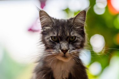 Evcil, tapılası, siyah, gri, Maine Rakunu kedi yavrusu, gün ışığında genç, barışçıl kedi.