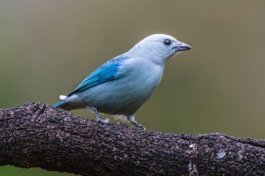 Parlayan Bal Sarmaşığı, Cyanerpes lucidus, Kosta Rika 'dan sarı bacaklı egzotik tropikal mavi kuş. Mavi ötücü kuş doğal ortamında. Güney Amerika 'dan Tanger