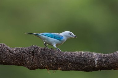 Parlayan Bal Sarmaşığı, Cyanerpes lucidus, Kosta Rika 'dan sarı bacaklı egzotik tropikal mavi kuş. Mavi ötücü kuş doğal ortamında. Güney Amerika 'dan Tanger