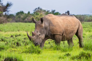 Beyaz gergedan (Ceratotherium simum) ve buzağı doğal ortamında, Güney Afrika