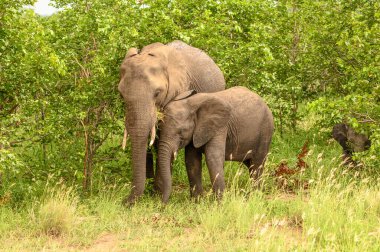 Vahşi Afrika fili, Botswana, Afrika