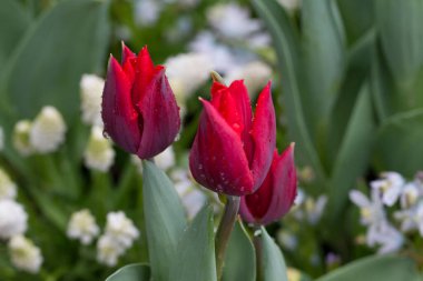 Çiçekler kırmızı laleler çiçek arkaplanında sarı laleler lale tarlasında