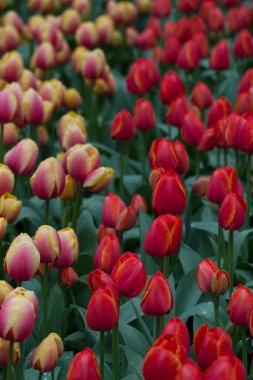 Çiçekler kırmızı laleler çiçek arkaplanında sarı laleler lale tarlasında