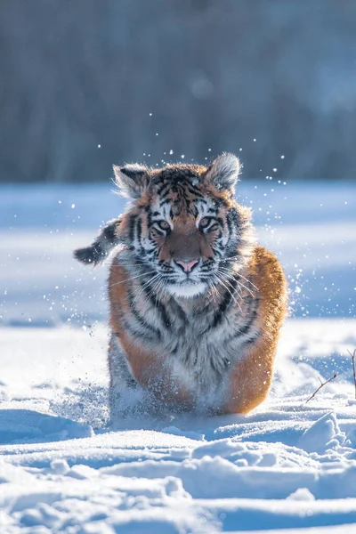 Siberian Tiger Running Snow Beautiful Dynamic Powerful Photo Majestic Animal — Stock Photo, Image