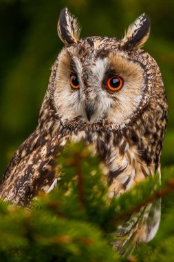 Avrasya kartal baykuşu (bubo bubo) portresi, baykuşlar genellikle bilgeliğin bir sembolü, turuncu gözlere seçici bir odak, dar alan derinliği olarak kullanılır.