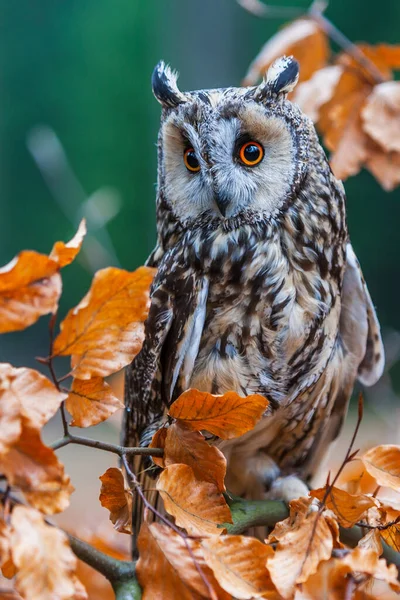 Eurasian eagle owl (bubo bubo) portrait, owls are often used as a symbol of wisdom, selective focus on the orange eyes, narrow depth of field