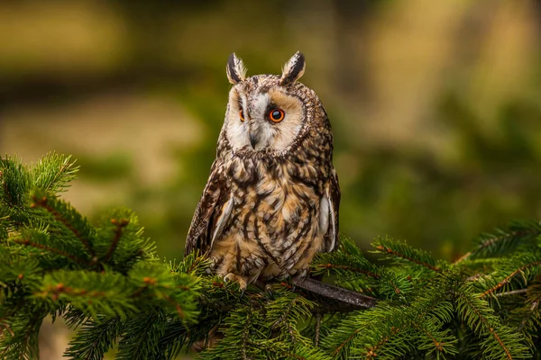 Eurasian eagle owl (bubo bubo) portrait, owls are often used as a symbol of wisdom, selective focus on the orange eyes, narrow depth of field