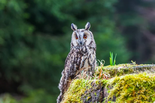 Eurasian eagle owl (bubo bubo) portrait, owls are often used as a symbol of wisdom, selective focus on the orange eyes, narrow depth of field