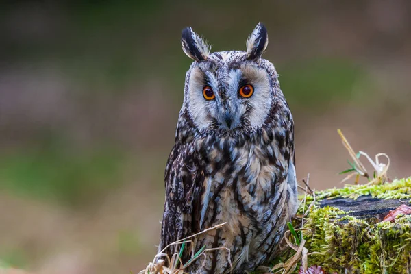 Eurasian eagle owl (bubo bubo) portrait, owls are often used as a symbol of wisdom, selective focus on the orange eyes, narrow depth of field