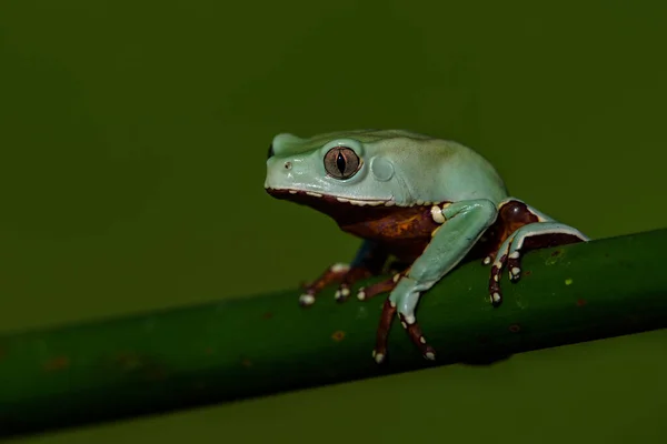 美国绿树蛙 Hyla Cinerea — 图库照片