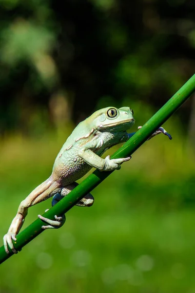 美国绿树蛙 Hyla Cinerea — 图库照片