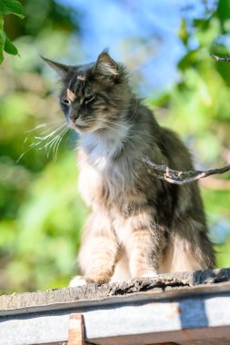 Evcil, tapılası, siyah, gri, Maine Rakunu kedi yavrusu, gün ışığında genç, barışçıl kedi.