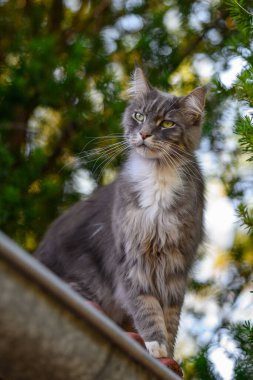 Evcil, tapılası, siyah, gri, Maine Rakunu kedi yavrusu, gün ışığında genç, barışçıl kedi.