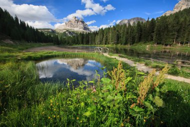 Trentino 'daki Dolomiti Dağı' ndaki manzara ormanı.