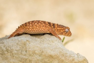 Doğu bahçe kertenkelesi, doğu bahçe kertenkelesi ya da değişken kertenkele (Calotes versicolor) kapalı kum üzerinde.