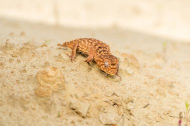 Doğu bahçe kertenkelesi, doğu bahçe kertenkelesi ya da değişken kertenkele (Calotes versicolor) kapalı kum üzerinde.