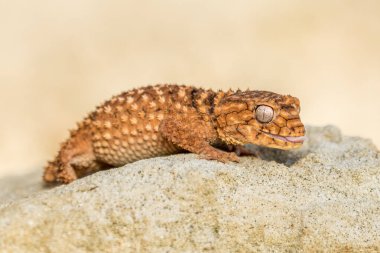 Doğu bahçe kertenkelesi, doğu bahçe kertenkelesi ya da değişken kertenkele (Calotes versicolor) kapalı kum üzerinde.