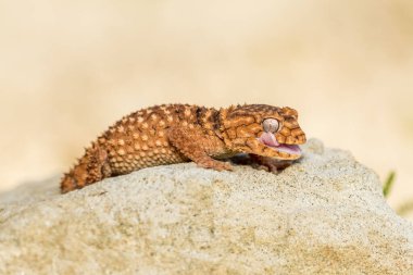 Doğu bahçe kertenkelesi, doğu bahçe kertenkelesi ya da değişken kertenkele (Calotes versicolor) kapalı kum üzerinde.