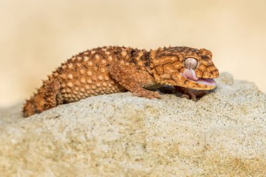 Doğu bahçe kertenkelesi, doğu bahçe kertenkelesi ya da değişken kertenkele (Calotes versicolor) kapalı kum üzerinde.